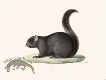 Cuvier 274 Black squirrel